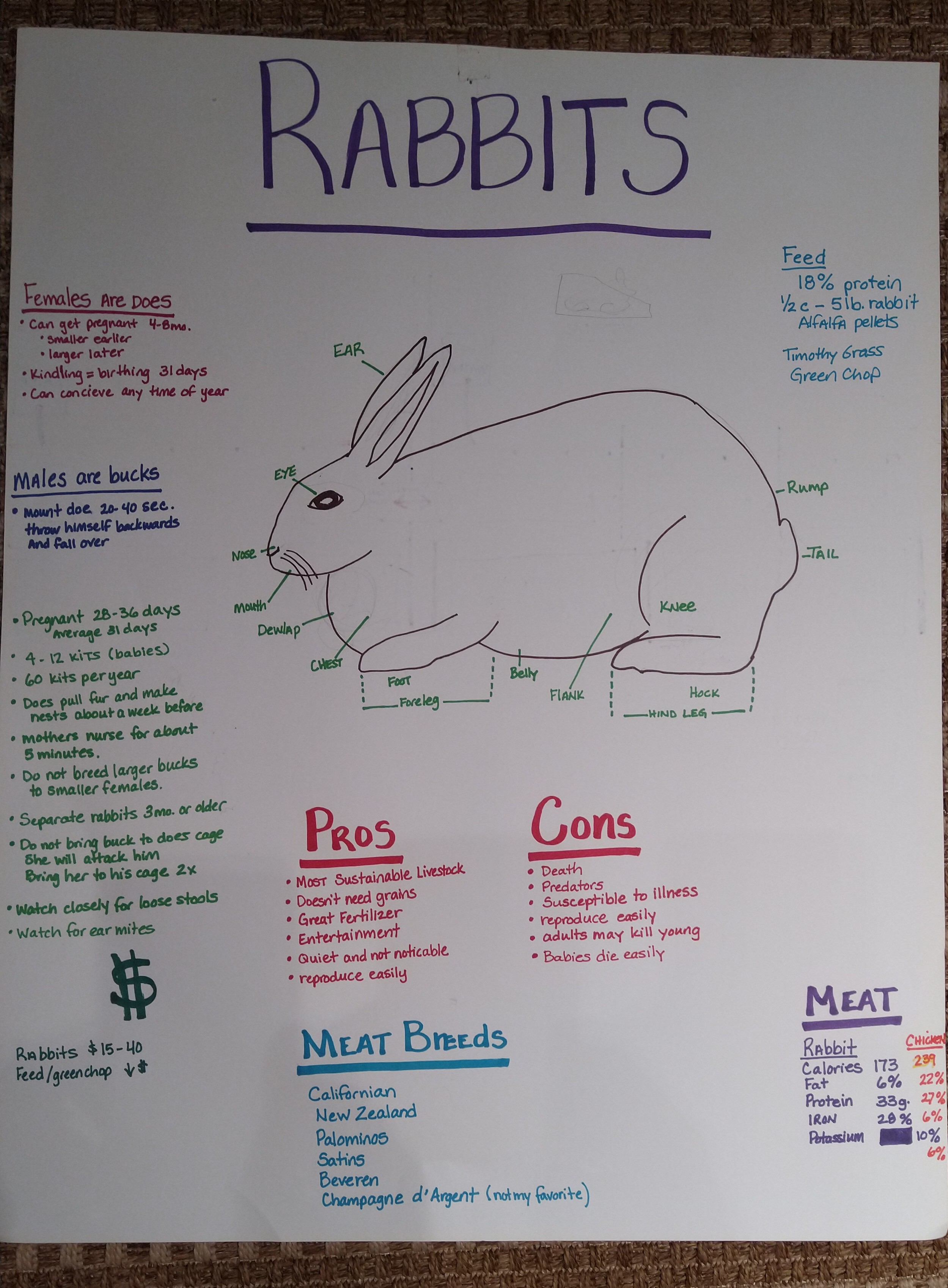 Rabbit Chart